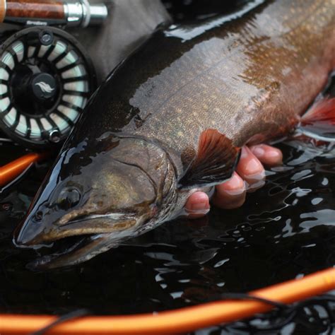 allen fishing|Jig .